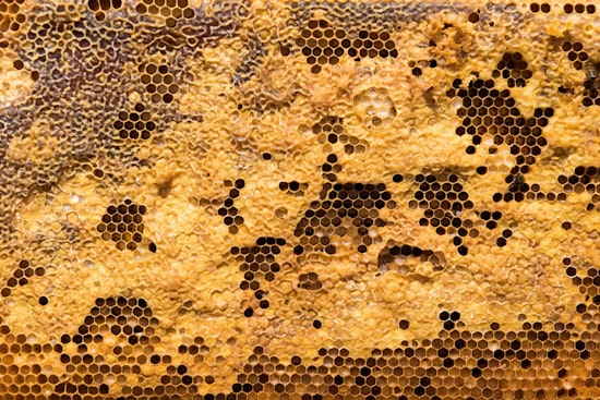 Texas Faces Severe Bee Colony Losses Despite Short-Term Honey Boost