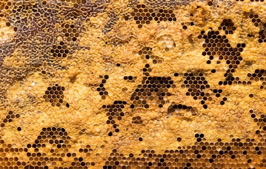 Texas Faces Severe Bee Colony Losses Despite Short-Term Honey Boost