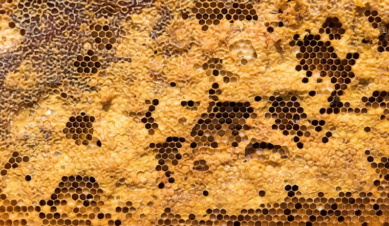 Texas Faces Severe Bee Colony Losses Despite Short-Term Honey Boost