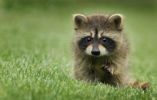 Urban 'Trash Pandas' Are Physically Evolving into Pets; Could SF's Raccoons Be Your Next Pet?