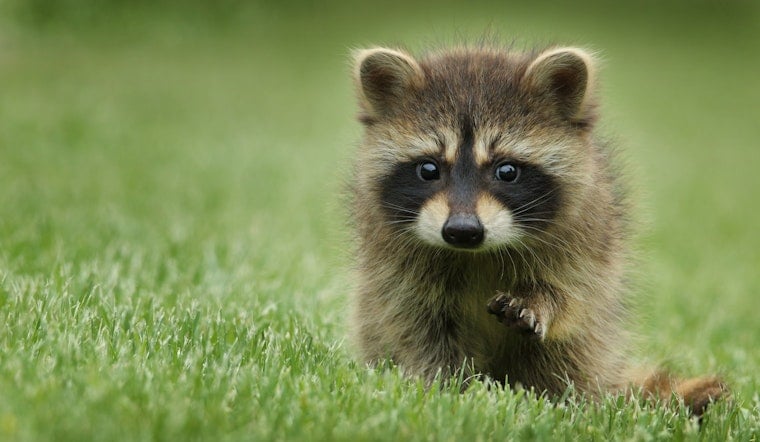 Urban 'Trash Pandas' Are Physically Evolving into Pets; Could SF's Raccoons Be Your Next Pet?