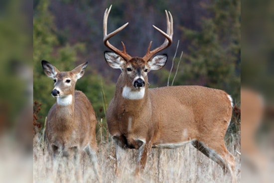 TWRA Calls on Tennessee Hunters for Deer CWD Sampling on Muzzleloader Season Opener