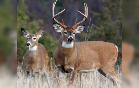 TWRA Calls on Tennessee Hunters for Deer CWD Sampling on Muzzleloader Season Opener