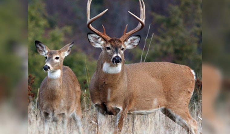 TWRA Calls on Tennessee Hunters for Deer CWD Sampling on Muzzleloader Season Opener