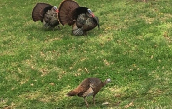 TWRA's 2025 Wild Turkey Survey in Tennessee Shows Slight Dip in Reproductive Rates