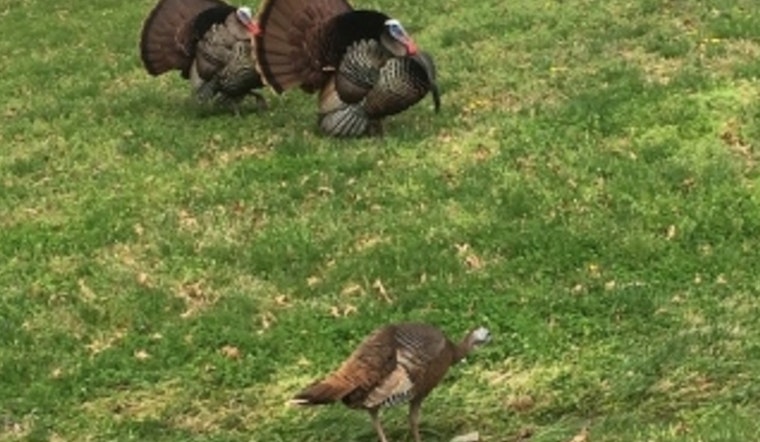 TWRA's 2025 Wild Turkey Survey in Tennessee Shows Slight Dip in Reproductive Rates