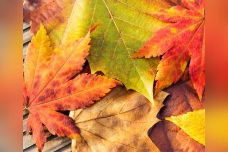 Universal City Officials Urge Responsible Leaf Disposal to Protect Texas Waterways