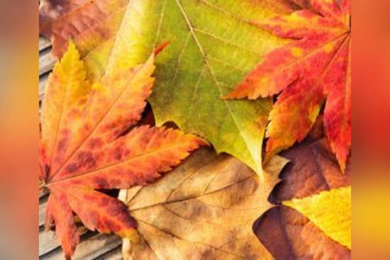 Universal City Officials Urge Responsible Leaf Disposal to Protect Texas Waterways