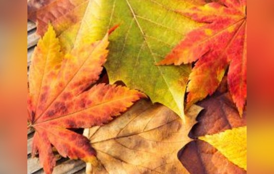 Universal City Officials Urge Responsible Leaf Disposal to Protect Texas Waterways