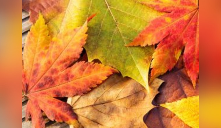 Universal City Officials Urge Responsible Leaf Disposal to Protect Texas Waterways