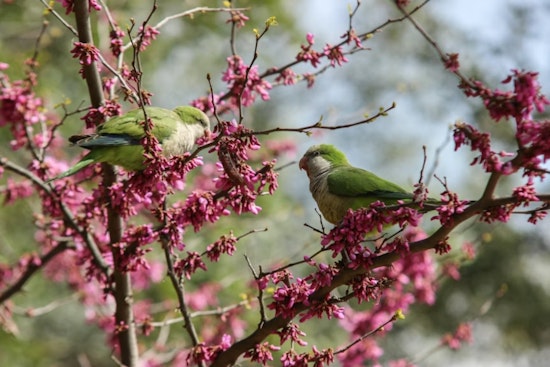 University of Cincinnati Study Sheds Light on Social Integration Tactics of Monk Parakeets