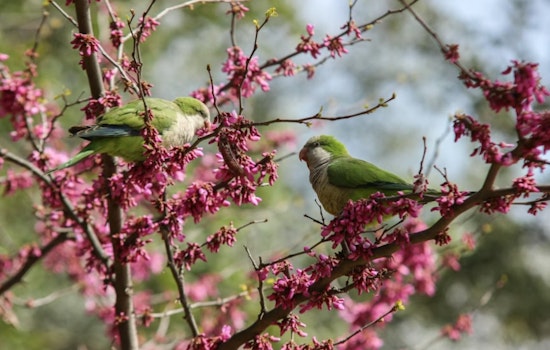 University of Cincinnati Study Sheds Light on Social Integration Tactics of Monk Parakeets