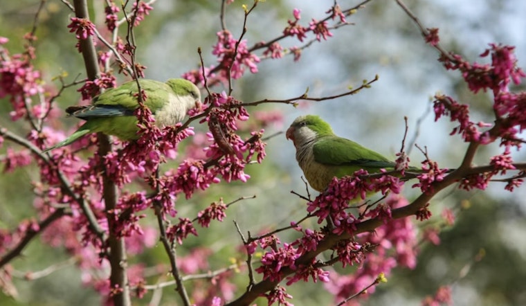 University of Cincinnati Study Sheds Light on Social Integration Tactics of Monk Parakeets