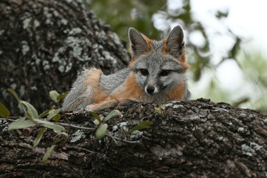 Urban Foxes May Be Self-Domesticating Worldwide; Bay Area's 'Fox Guy' Studies Local Population