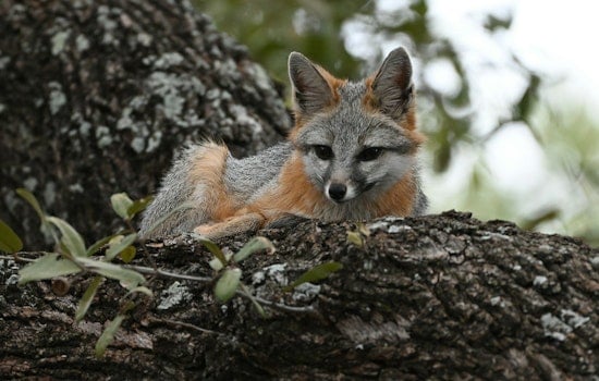 Urban Foxes May Be Self-Domesticating Worldwide; Bay Area's 'Fox Guy' Studies Local Population
