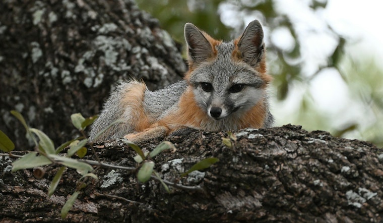 Urban Foxes May Be Self-Domesticating Worldwide; Bay Area's 'Fox Guy' Studies Local Population