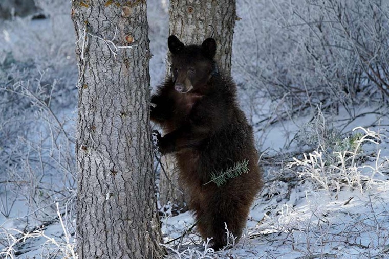 Utah DWR Seeks Public Feedback on Proposed Bear Hunting Adjustments for 2026 Season