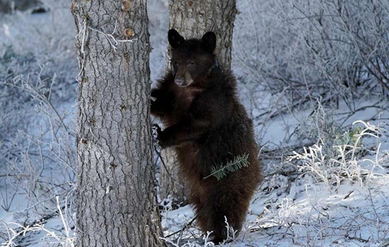 Utah DWR Seeks Public Feedback on Proposed Bear Hunting Adjustments for 2026 Season
