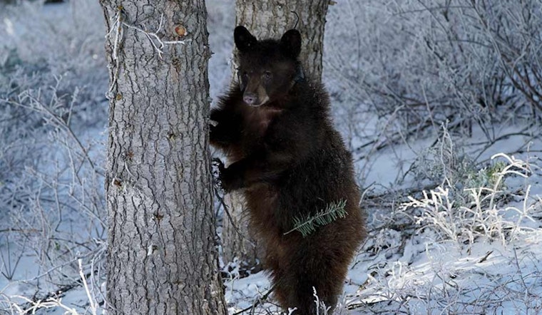 Utah DWR Seeks Public Feedback on Proposed Bear Hunting Adjustments for 2026 Season