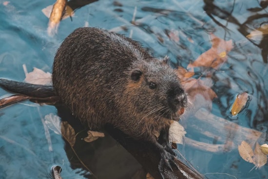 Utah State University's Beaver Ecology Team Partners with U.S. Forest Service to Save and Relocate At-Risk Beavers