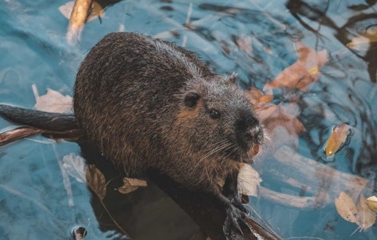Utah State University's Beaver Ecology Team Partners with U.S. Forest Service to Save and Relocate At-Risk Beavers