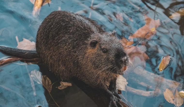 Utah State University's Beaver Ecology Team Partners with U.S. Forest Service to Save and Relocate At-Risk Beavers