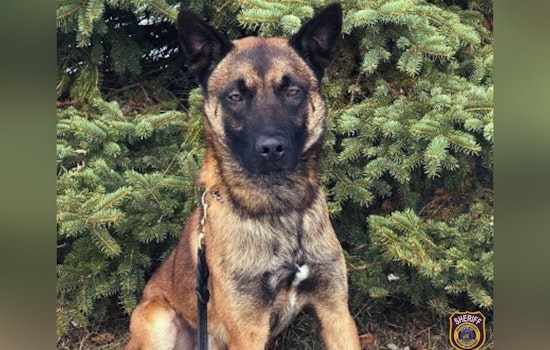 Waukesha County Celebrates K-9 Deputy Max's 8th Birthday and Retirement