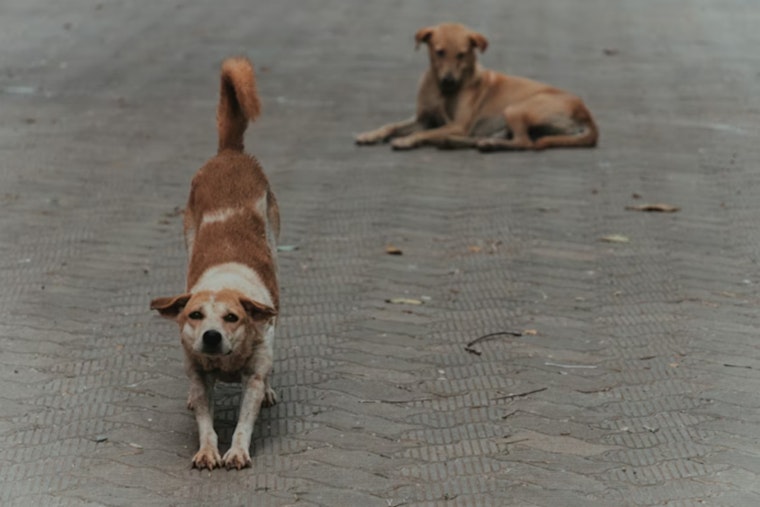 West Side San Antonio Fed Up As Roaming Dogs Turn Daily Walks Into A Gamble