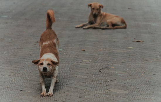 West Side San Antonio Fed Up As Roaming Dogs Turn Daily Walks Into A Gamble