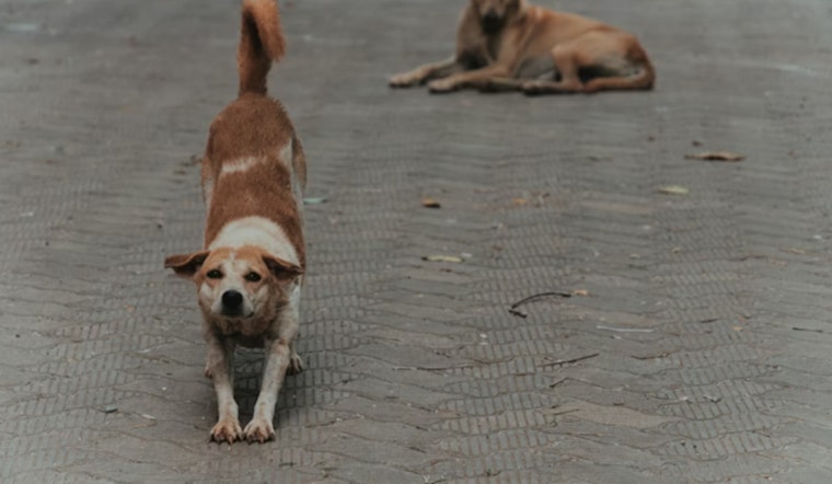West Side San Antonio Fed Up As Roaming Dogs Turn Daily Walks Into A Gamble