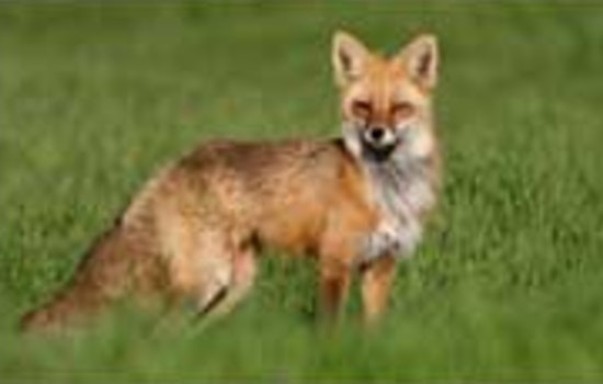 Wimberley on Alert as Two Rabid Foxes Confirmed; Hays County Reminds Residents to Exercise Caution