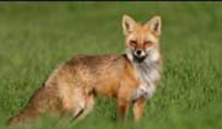 Wimberley on Alert as Two Rabid Foxes Confirmed; Hays County Reminds Residents to Exercise Caution