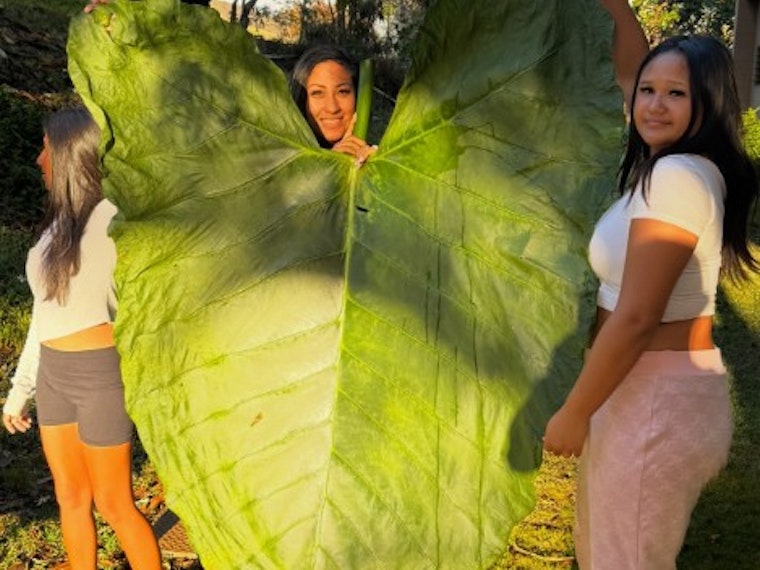 Windward Oʻahu Hikers Stumble on 50-Inch Taro Leaf — A Local Whopper That Could Challenge The Record