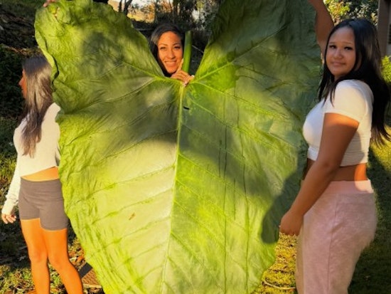 Windward Oʻahu Hikers Stumble on 50-Inch Taro Leaf — A Local Whopper That Could Challenge The Record