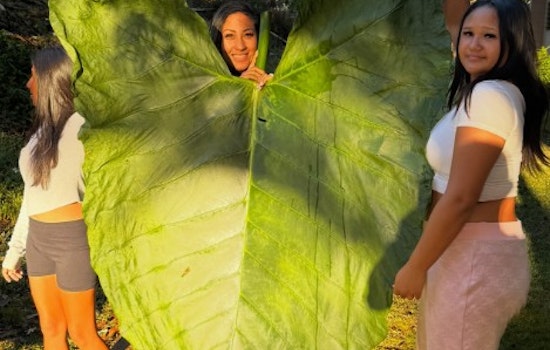 Windward Oʻahu Hikers Stumble on 50-Inch Taro Leaf — A Local Whopper That Could Challenge The Record