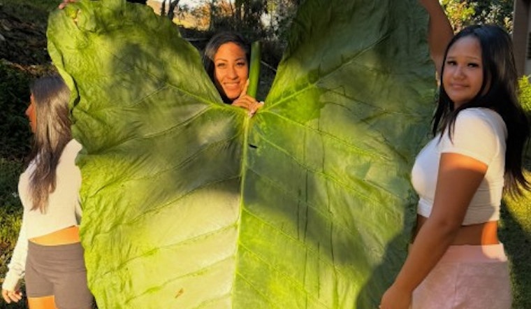 Windward Oʻahu Hikers Stumble on 50-Inch Taro Leaf — A Local Whopper That Could Challenge The Record