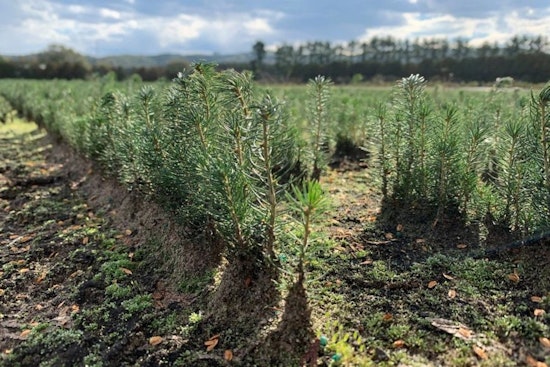 Wisconsin DNR Offers Free Tree Seedlings to Fourth-Graders for Arbor Day Celebration