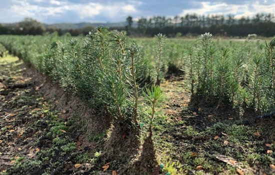 Wisconsin DNR Offers Free Tree Seedlings to Fourth-Graders for Arbor Day Celebration