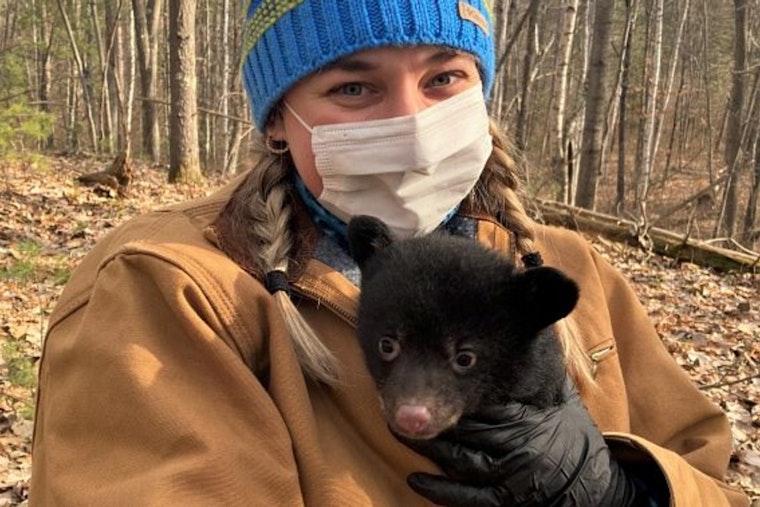 Wisconsin DNR Seeks Public Help in Locating Black Bear Dens for Statewide Research Study
