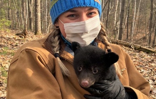 Wisconsin DNR Seeks Public Help in Locating Black Bear Dens for Statewide Research Study