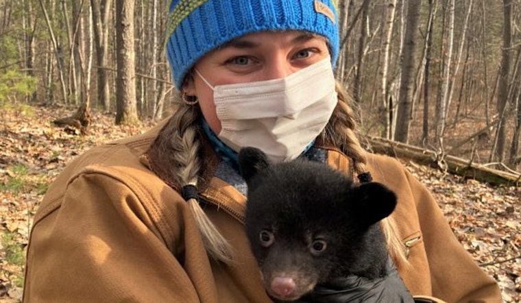 Wisconsin DNR Seeks Public Help in Locating Black Bear Dens for Statewide Research Study