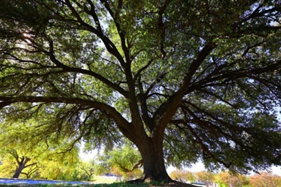 Woman's Club of Grand Prairie Triumphs in City's Grandest Tree Competition