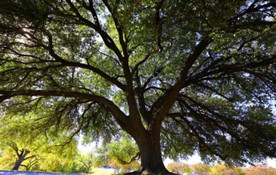 Woman's Club of Grand Prairie Triumphs in City's Grandest Tree Competition