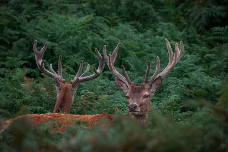 Zachary Man Faces Charges for Multiple Deer Hunting Violations, Louisiana Wildlife Officials Report