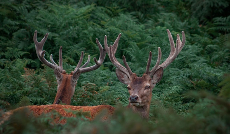 Zachary Man Faces Charges for Multiple Deer Hunting Violations, Louisiana Wildlife Officials Report
