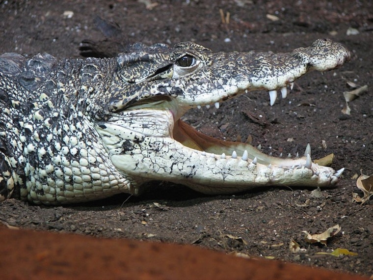 Zoo Knoxville Cuban Crocodiles Amaze Visitors with Aerial Turkey Snatch During Thanksgiving Enrichment Exercise