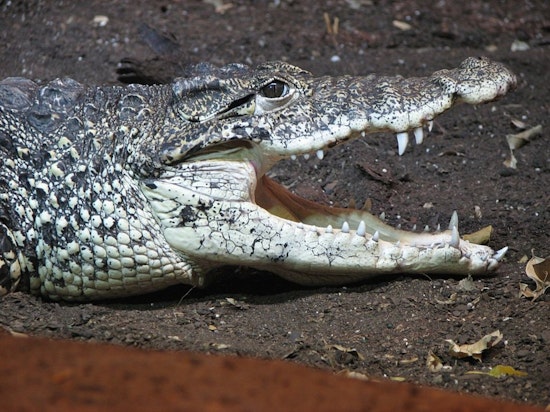Zoo Knoxville Cuban Crocodiles Amaze Visitors with Aerial Turkey Snatch During Thanksgiving Enrichment Exercise