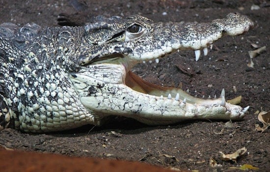Zoo Knoxville Cuban Crocodiles Amaze Visitors with Aerial Turkey Snatch During Thanksgiving Enrichment Exercise