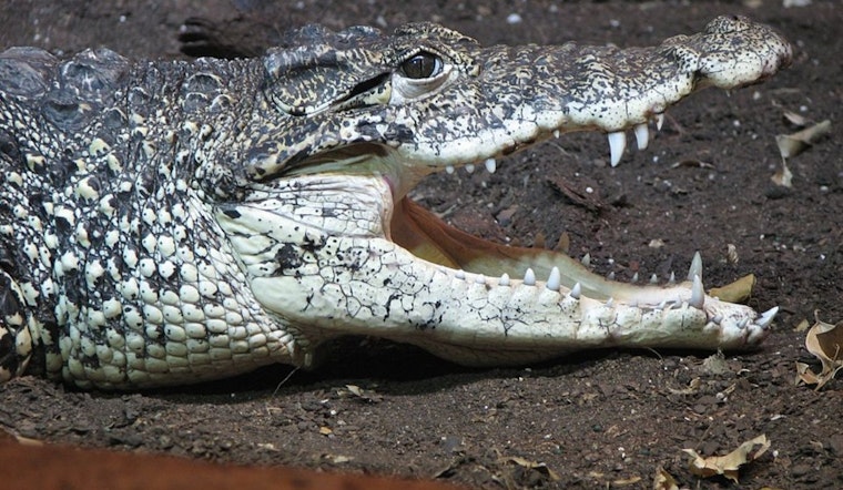 Zoo Knoxville Cuban Crocodiles Amaze Visitors with Aerial Turkey Snatch During Thanksgiving Enrichment Exercise