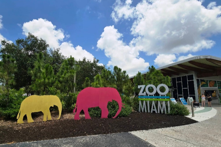 Zoo Miami Welcomes Young Lion Siblings Azizi and Jasiri, Ushering in a New Era of the Pride